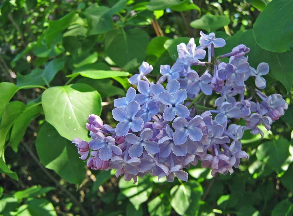 Close-Up of Lilac Blossoms: Delicate Spring Wallpaper Background