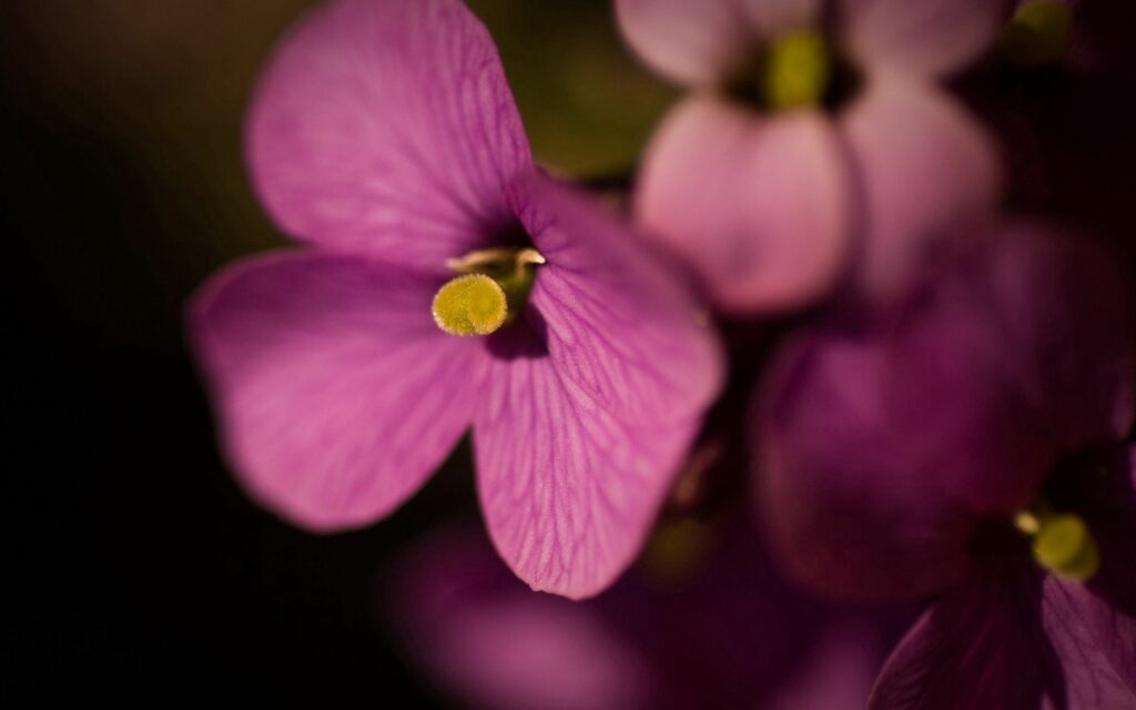 Delicate Lilac Flower Close-Up | Intricate Petals on Dark Wallpaper