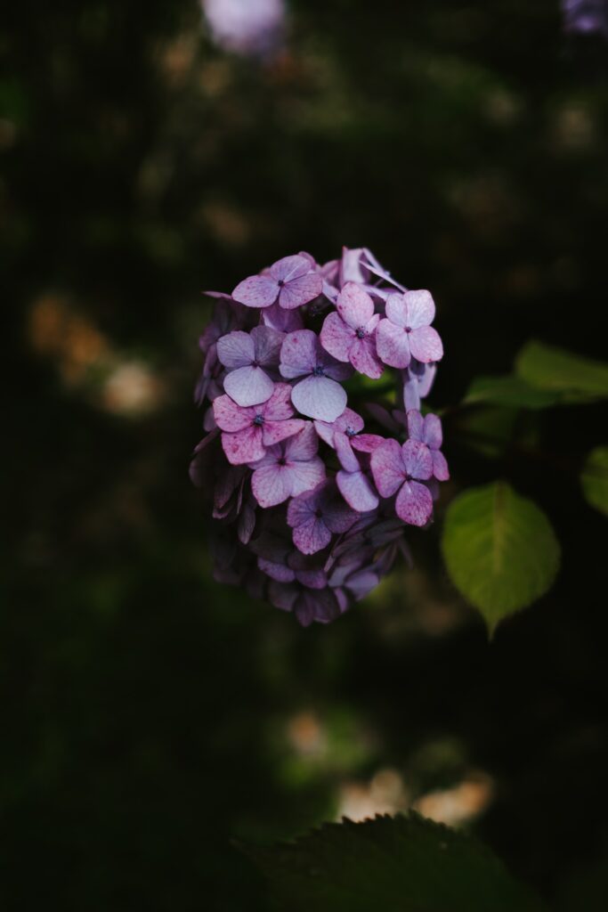 Close-Up of Blooming Lilac Hydrangea on Dark Background Wallpaper