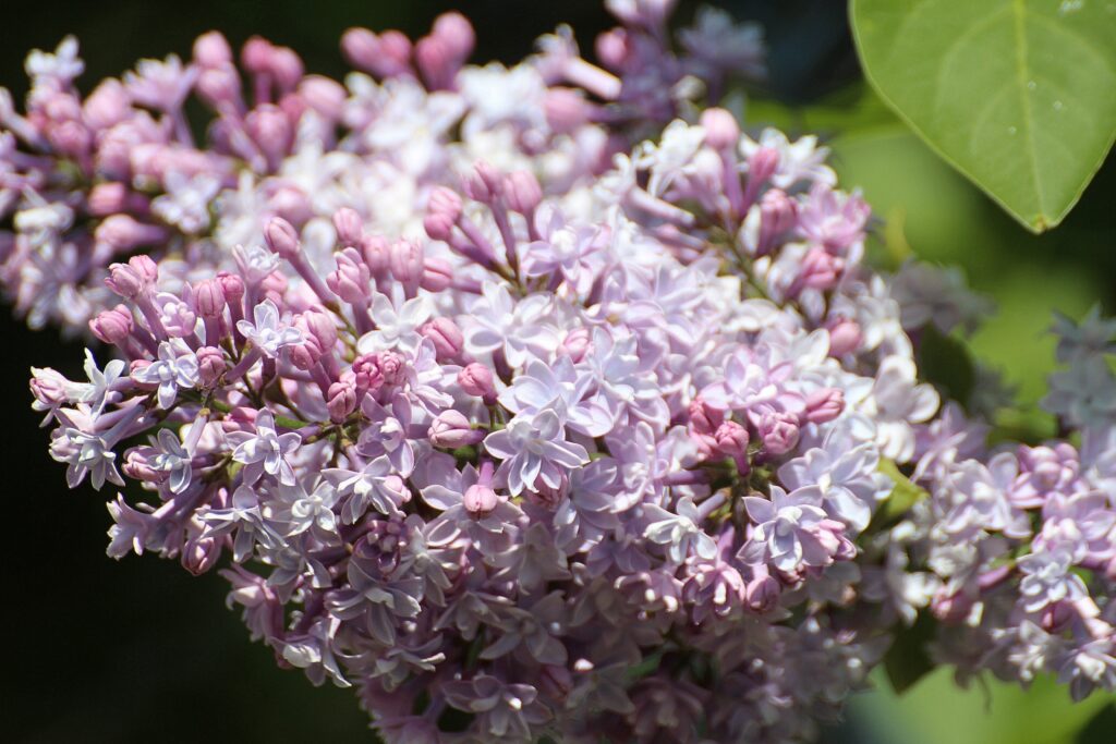 Close-Up Lilac Branch with Pink and Purple Flowers - Serene Background Wallpaper