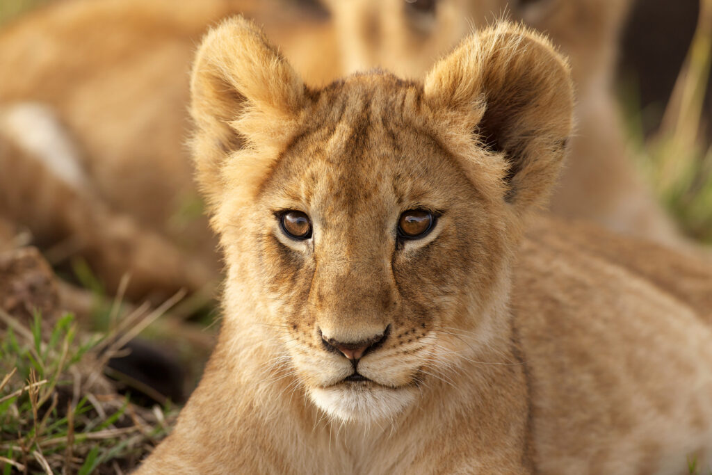 Captivating Lion Cub Wallpaper: Resting in Grass with Expressive Eyes