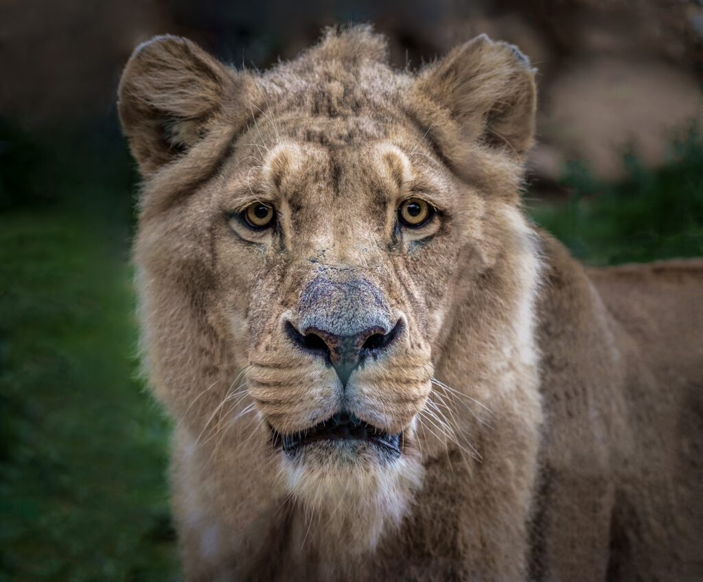 Close-Up Lioness Wallpaper: Fierce Gaze & Realistic Fur Texture