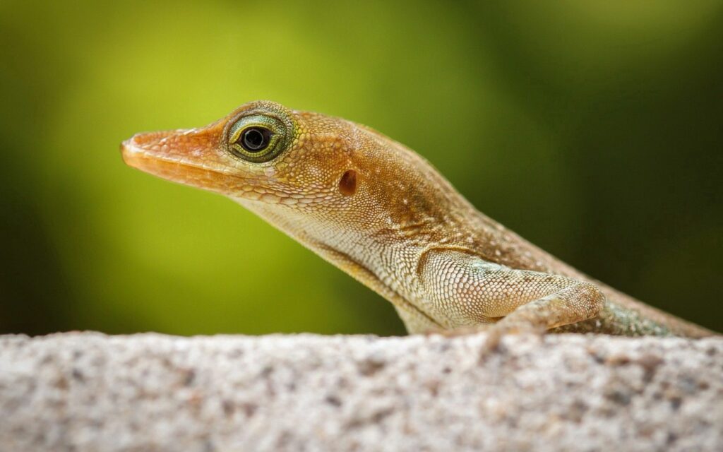 Close-Up Lizard Wallpaper: Detailed Texture in Natural Green Setting