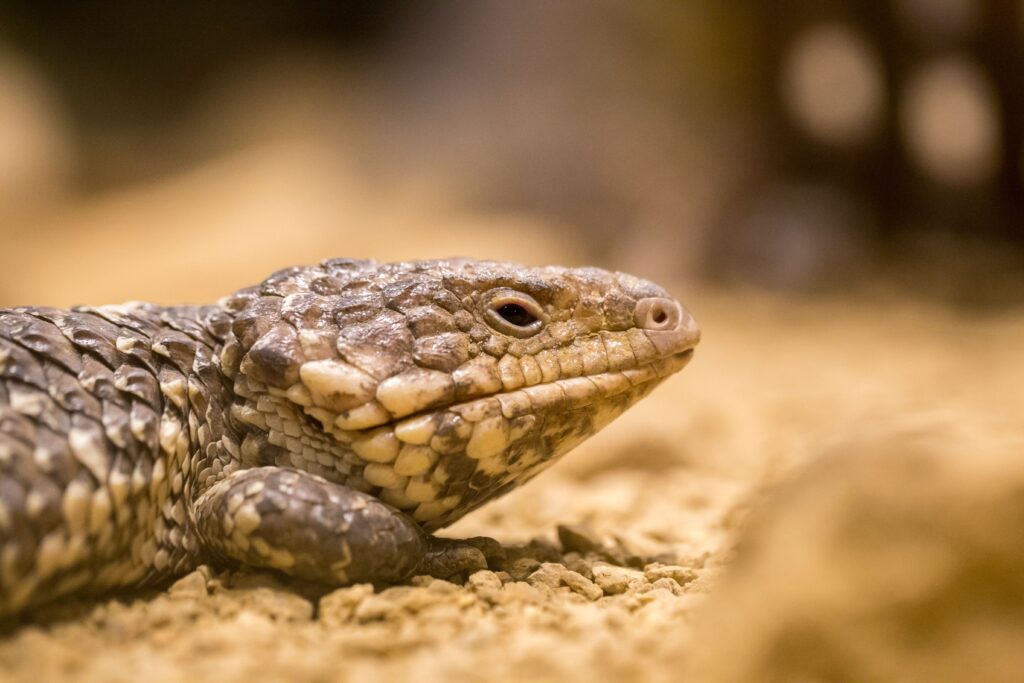 Stunning Lizard Close-Up Wallpaper with Intricate Scales & Soft Background