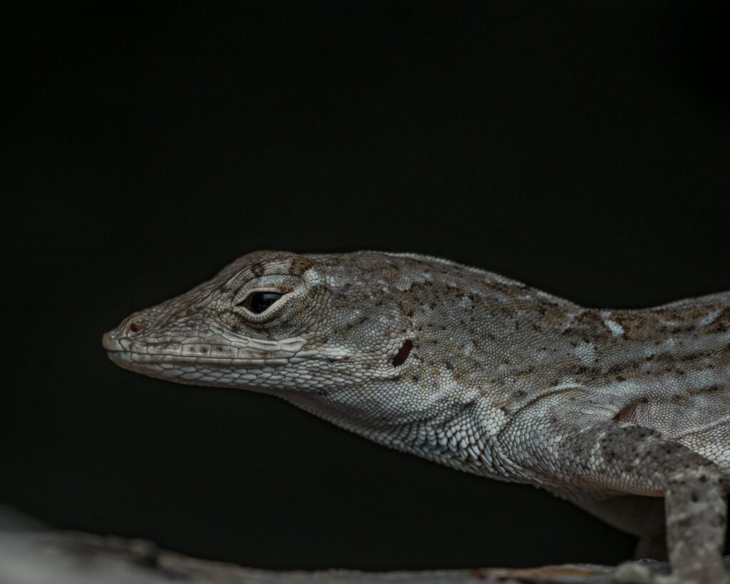Close-Up Lizard Wallpaper: Stunning Textures on Dark Background