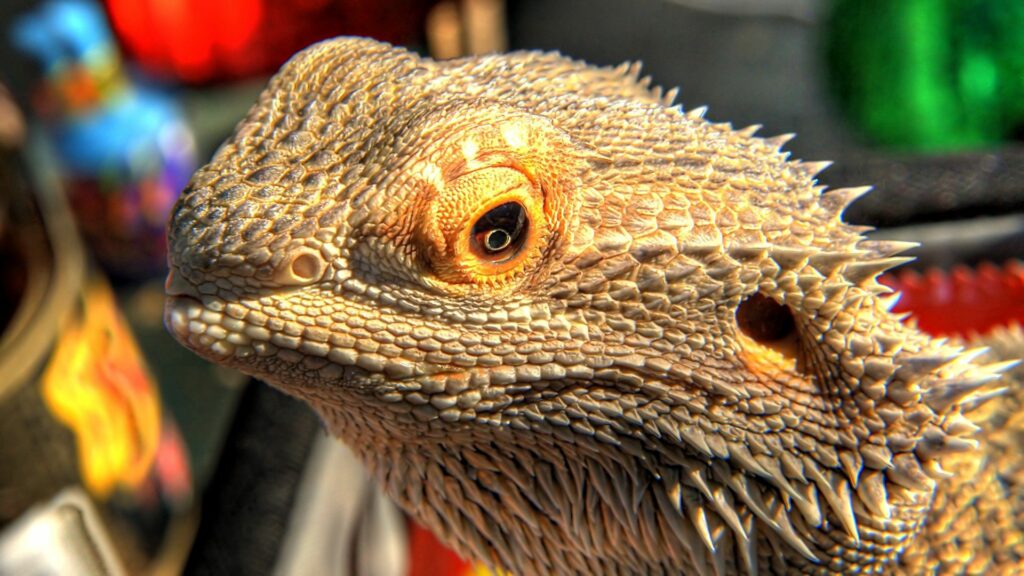 Close-Up Lizard Wallpaper: Textured Scales & Vibrant Eye Design