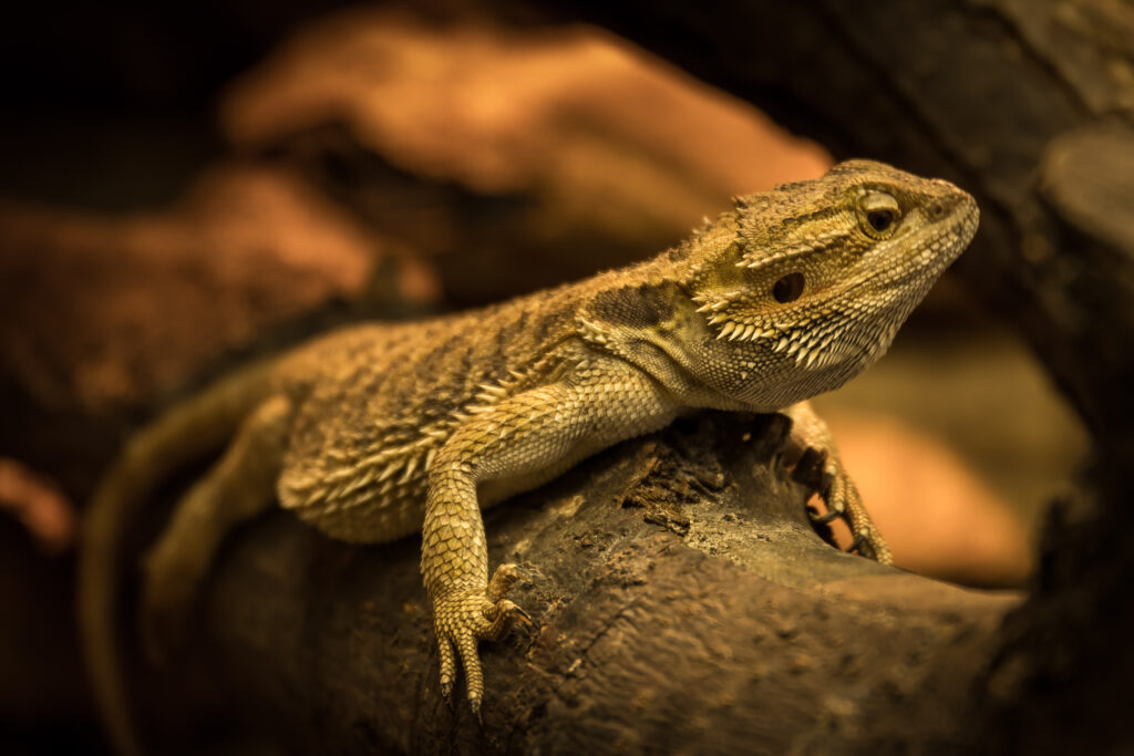 Close-Up Lizard on Log: Intricate Scales in Warm Lighting Wallpaper