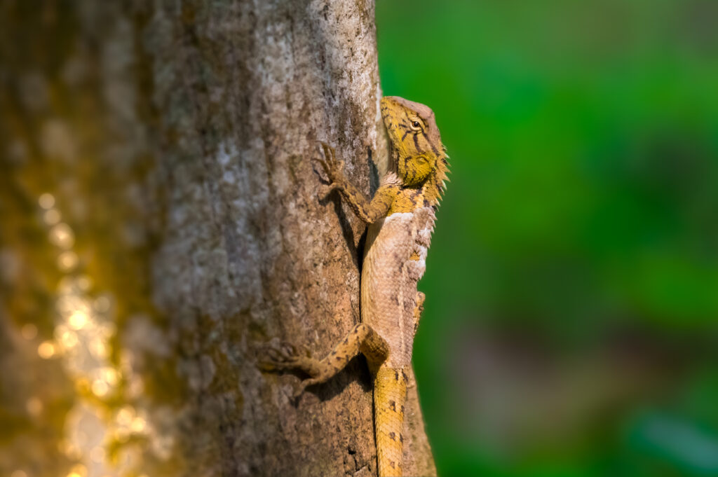 Close-Up Lizard Wallpaper: Textured Scales & Serene Green Background