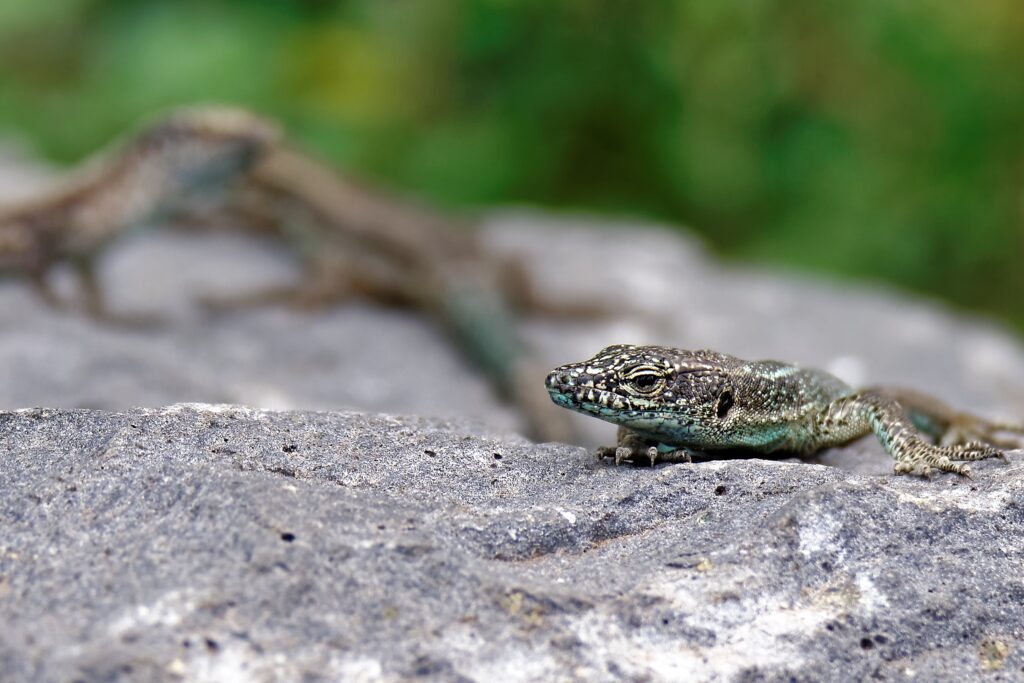 Close-Up Lizard on Rocky Surface: Textured Skin & Natural Background Wallpaper