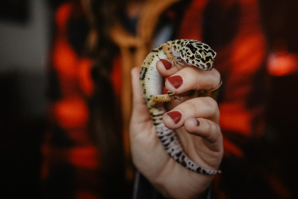 Close-Up Lizard Wallpaper: Unique Spots on Hand with Blurred Background