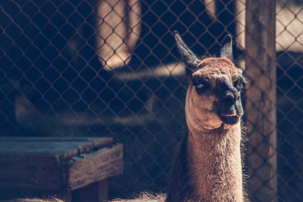 Close-Up of a Llama: Expressive Face Against Blurred Background Wallpaper