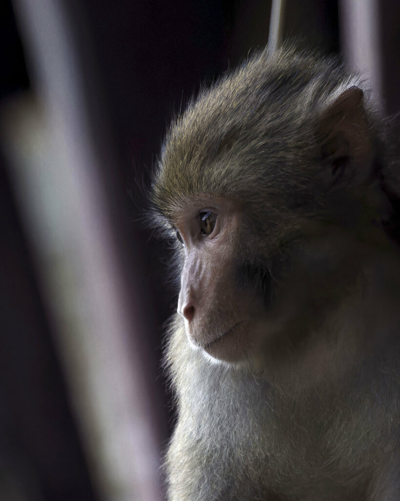Close-Up of Macaque Monkey: Expressive Eyes & Soft Fur Wallpaper