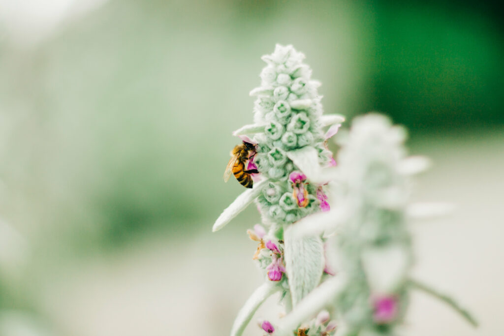 Macro Bee on Flower: Detailed Nature Wallpaper Background