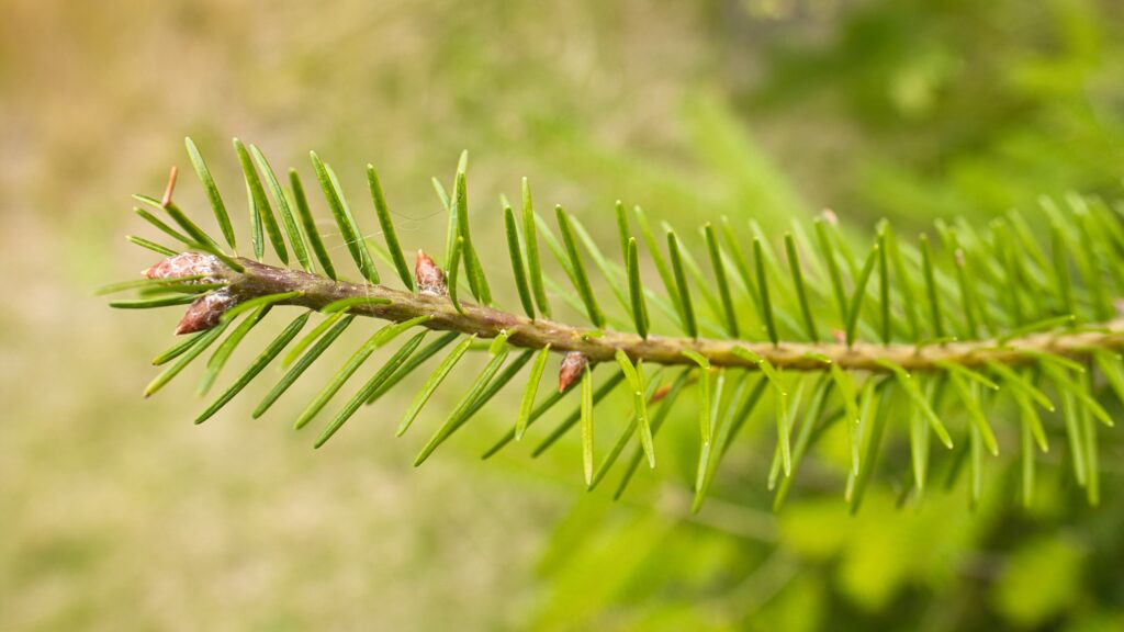 Macro Shot of Green Needle Branch with Buds - Wallpaper Background