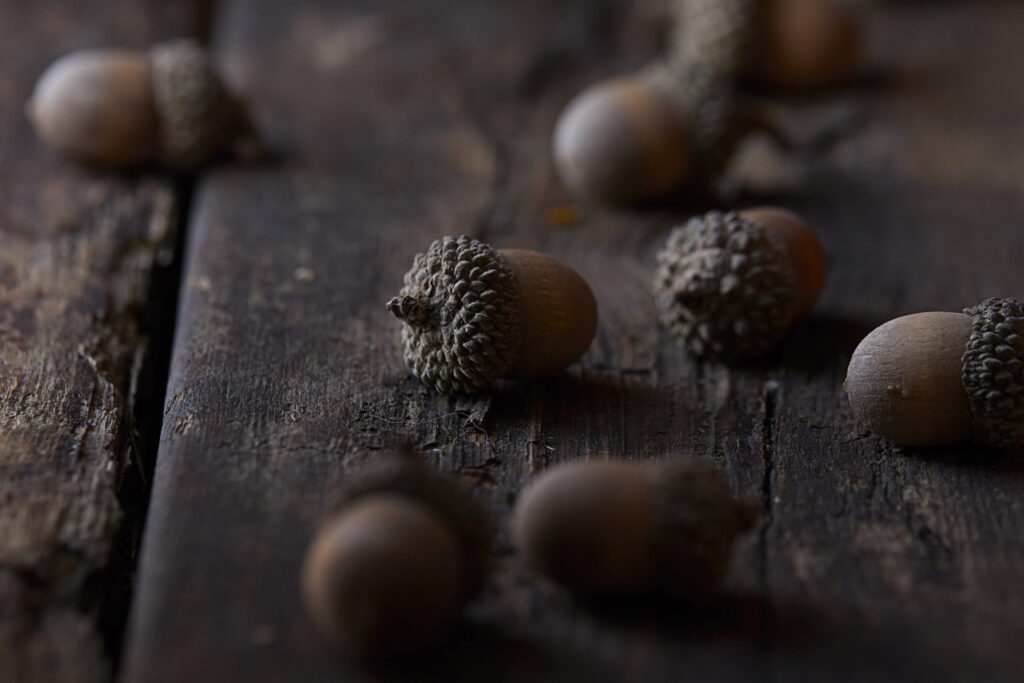 Macro Shot of Brown Acorns on Rustic Wood - Nature Wallpaper