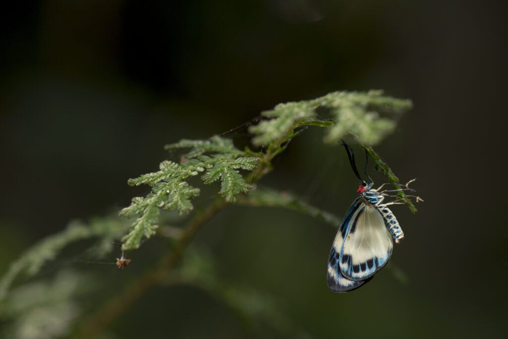 Macro Butterfly Close-Up: Stunning Wallpaper Background Idea