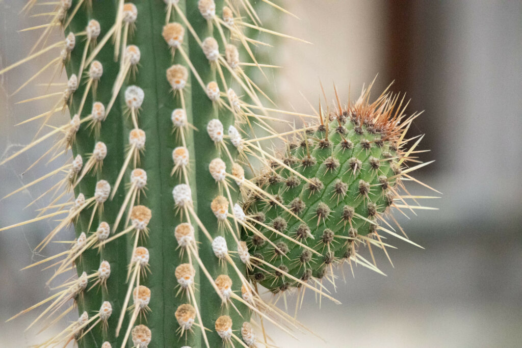 Close-Up Macro Cactus: Sharp Needles & Intricate Textures Wallpaper