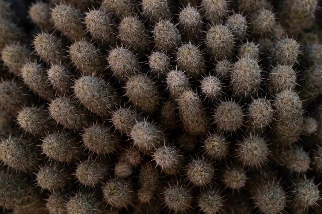 Close-Up Cactus Macro: Sharp Thorns & Textures - Wallpaper Background