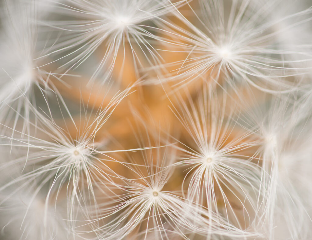 Delicate Dandelion Macro: Intricate Fluff Wallpaper Background