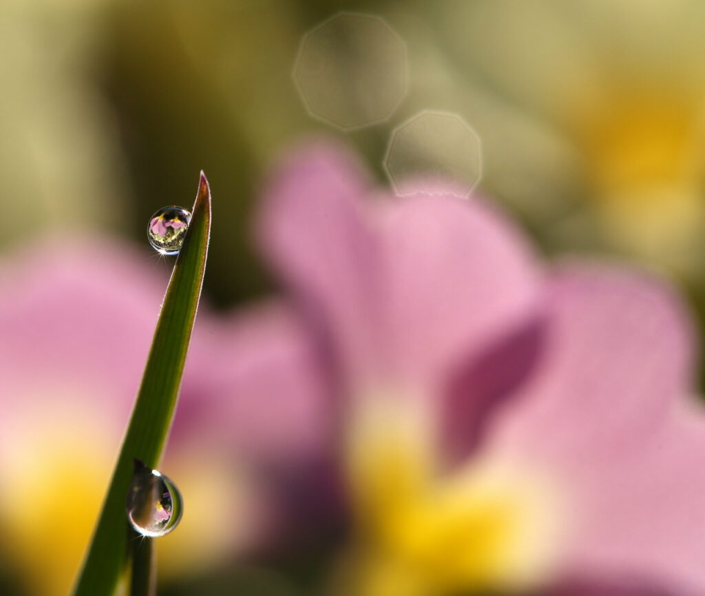 Dewdrops on Grass Blade: Macro Shot with Floral Background Wallpaper