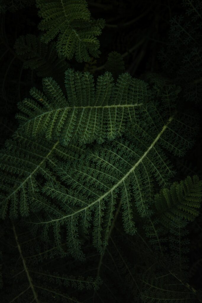 Intricate Green Fern Leaves Macro: Textured Wallpaper Background