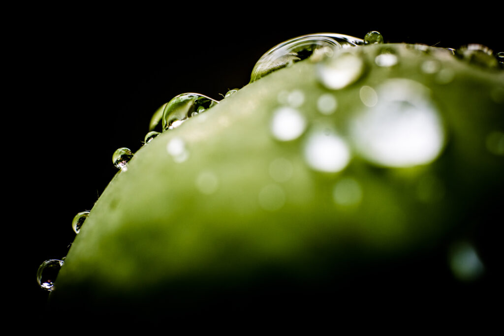 Macro Water Droplets on Green Surface - Serene Wallpaper Background