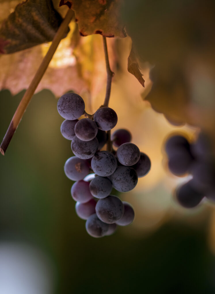 Macro Grapes Image: Textured Fruit with Soft Blurred Background Wallpaper