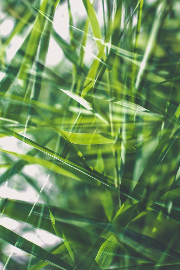 Vibrant Green Grass Macro Wallpaper with Soft Blur Effect Background
