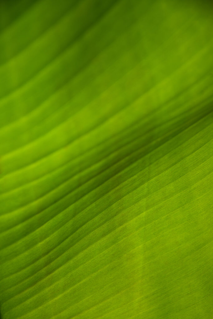 Close-up Macro Green Leaf Wallpaper: Intricate Texture & Stripes