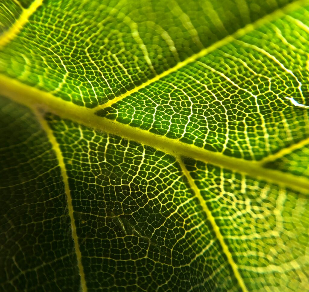 Intricate Green Leaf Macro Wallpaper Background with Veins and Patterns
