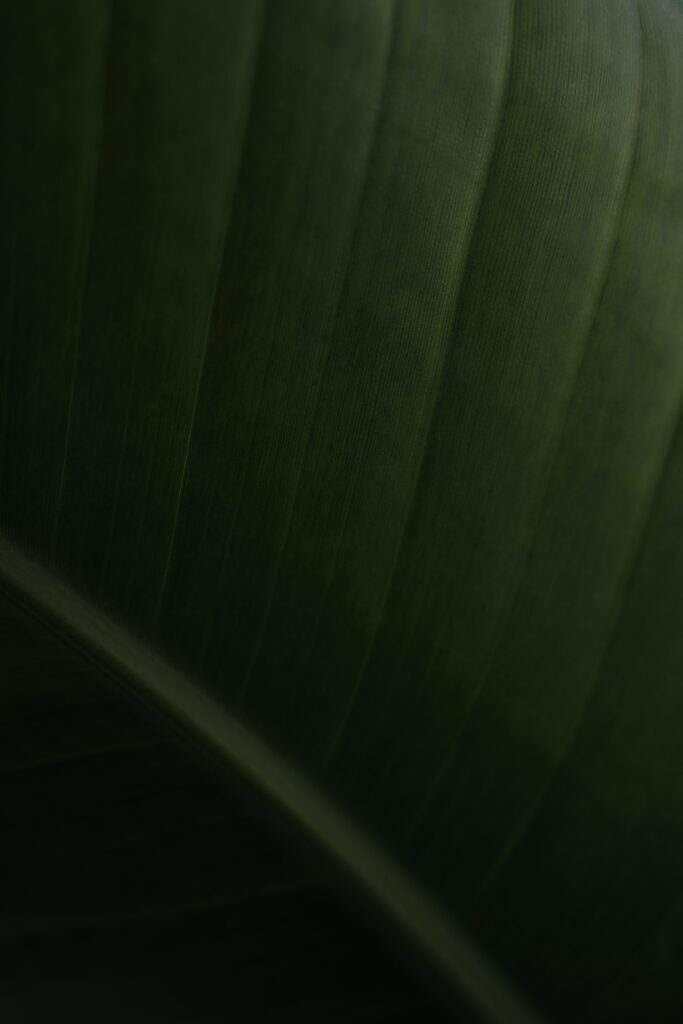Close-Up Green Leaf Wallpaper: Texture & Striped Patterns Background