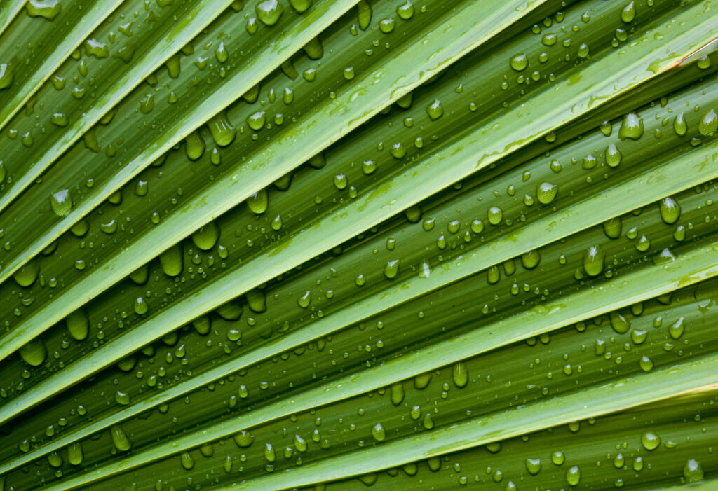 Close-Up Green Leaf with Water Droplets - Nature Wallpaper Background