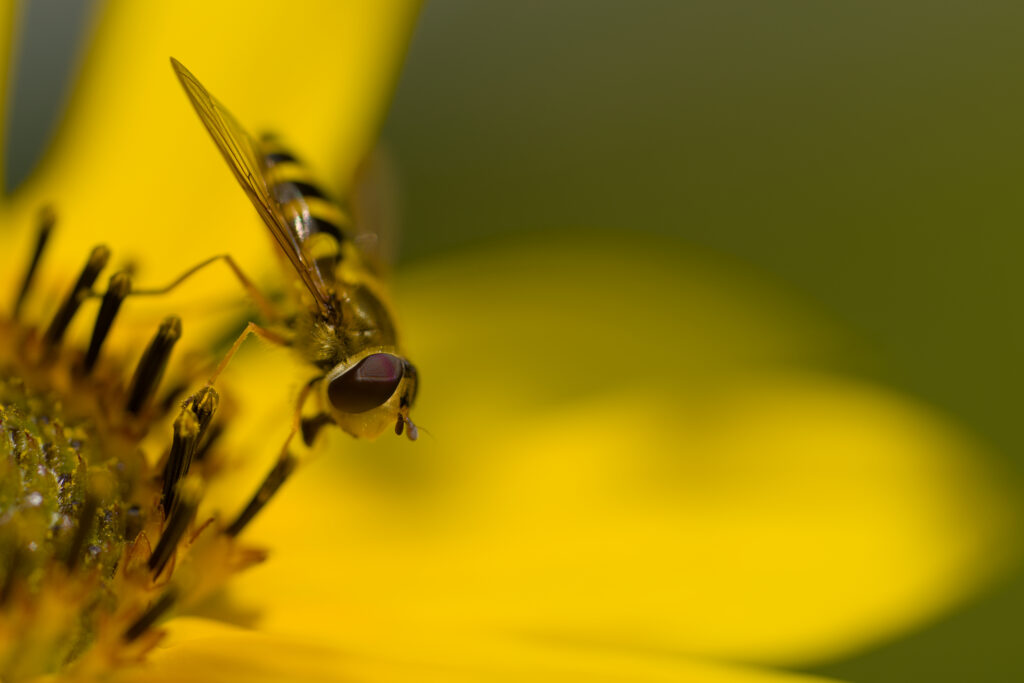 Vibrant Yellow Flower & Hoverfly Macro Wallpaper Background