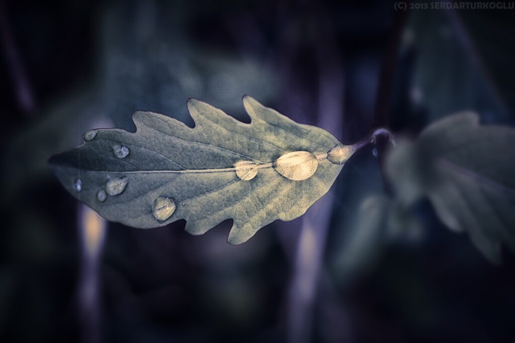 Macro Leaf Water Droplets: Intricate Nature Wallpaper Background