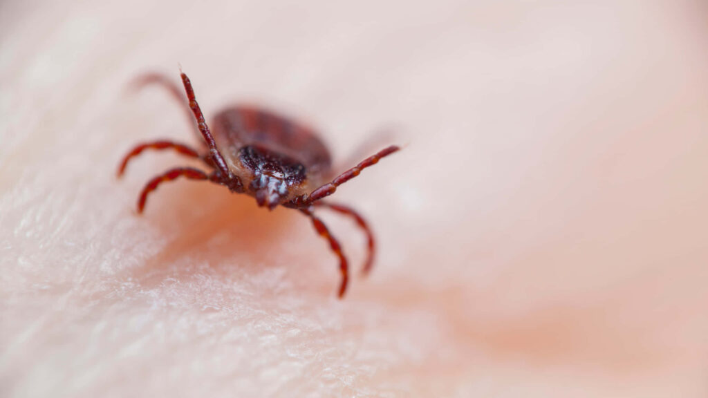 Macro Shot of Red Tick on Skin - Intricate Details Wallpaper