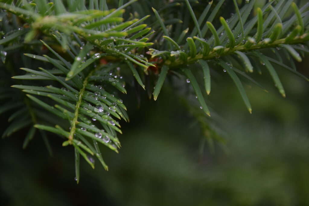 Close-Up Macro of Green Pine Needles with Water Droplets - Wallpaper
