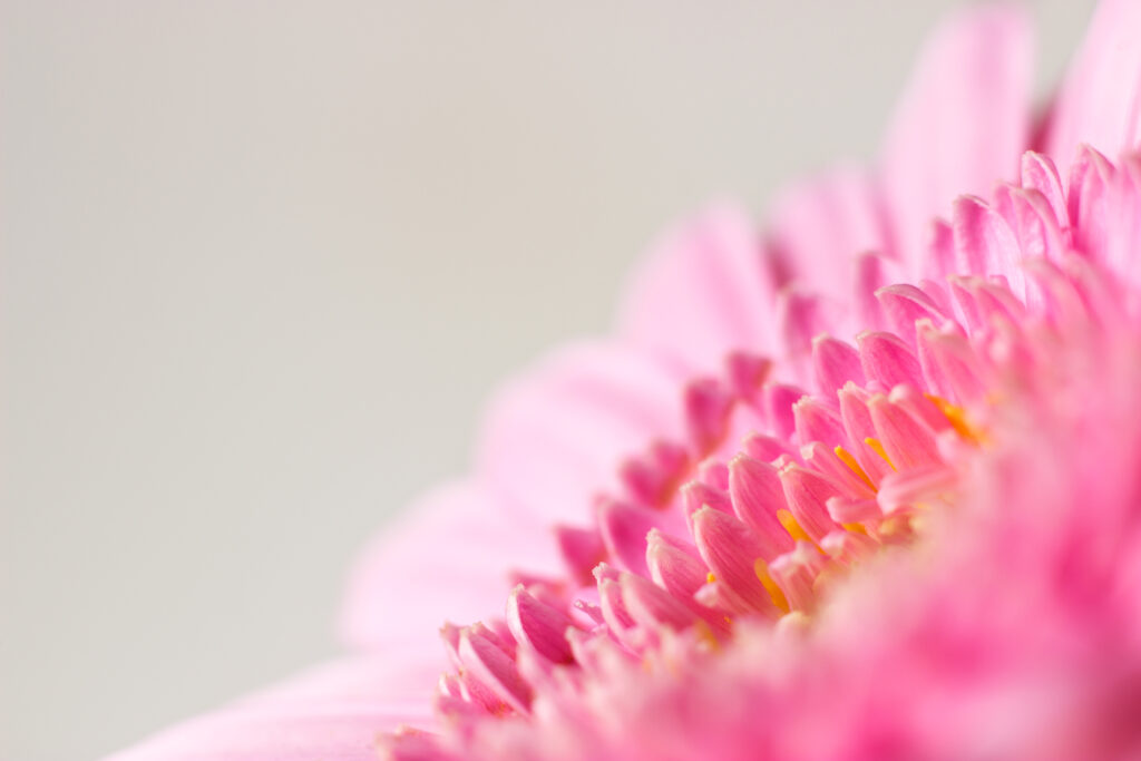 Delicate Pink Flower Macro | Soft Blur Wallpaper Background