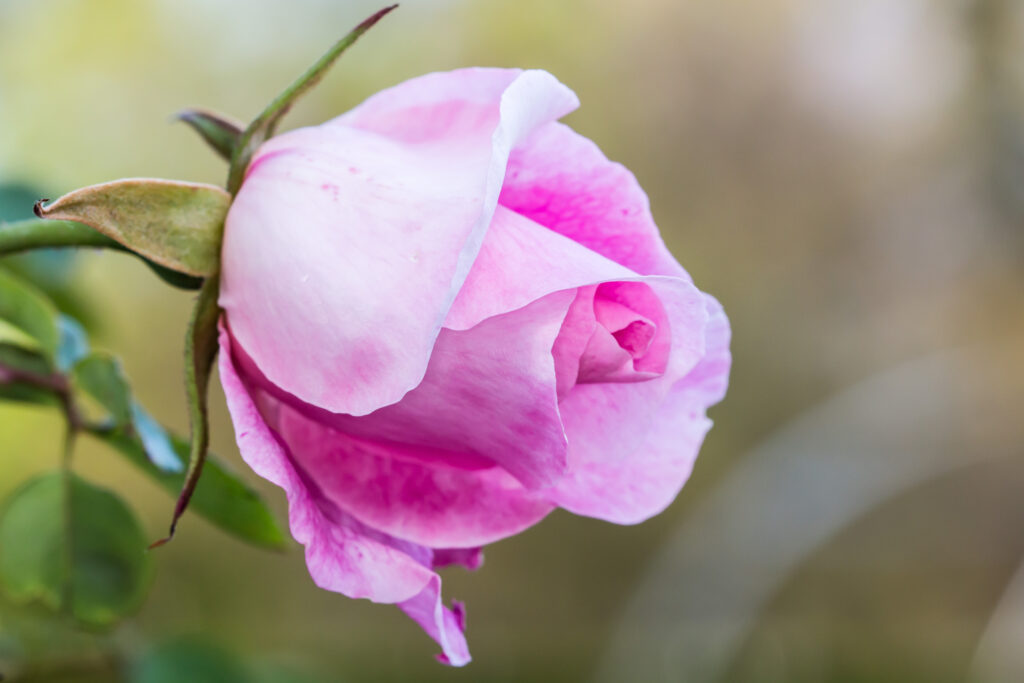 Stunning Close-Up of Pink Rose Bud - Beautiful Wallpaper Background