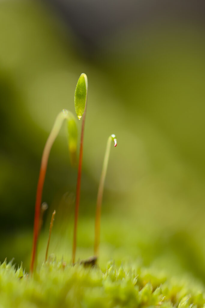 Macro Moss Close-Up: Delicate Green Sprouts in Soft Blur Wallpaper
