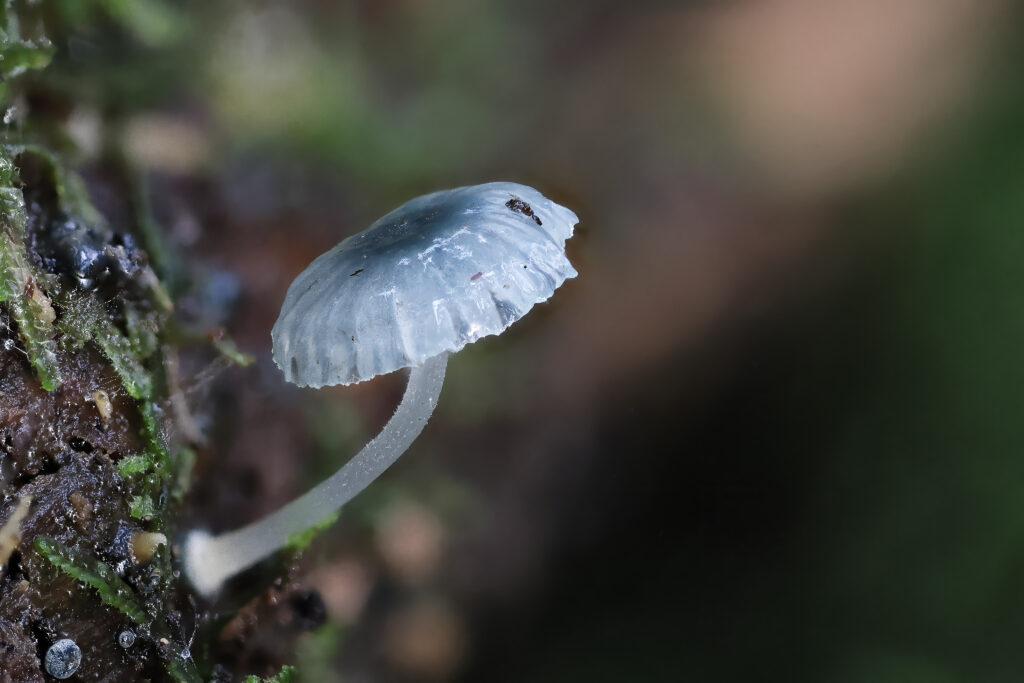 Delicate Translucent Mushroom Macro - Serene Nature Wallpaper