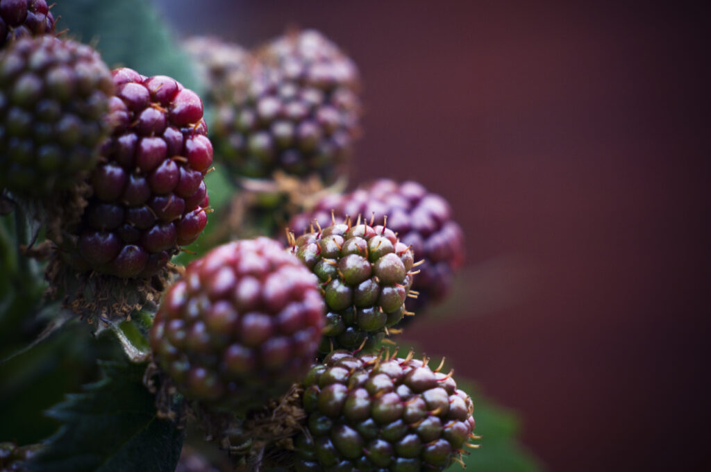 Macro Close-Up of Ripe & Unripe Raspberries - Beautiful Wallpaper
