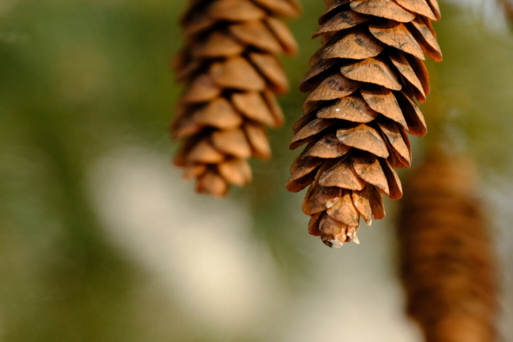 Macro Shot of Dry Pine Cone: Textured Scales & Earthy Wallpaper