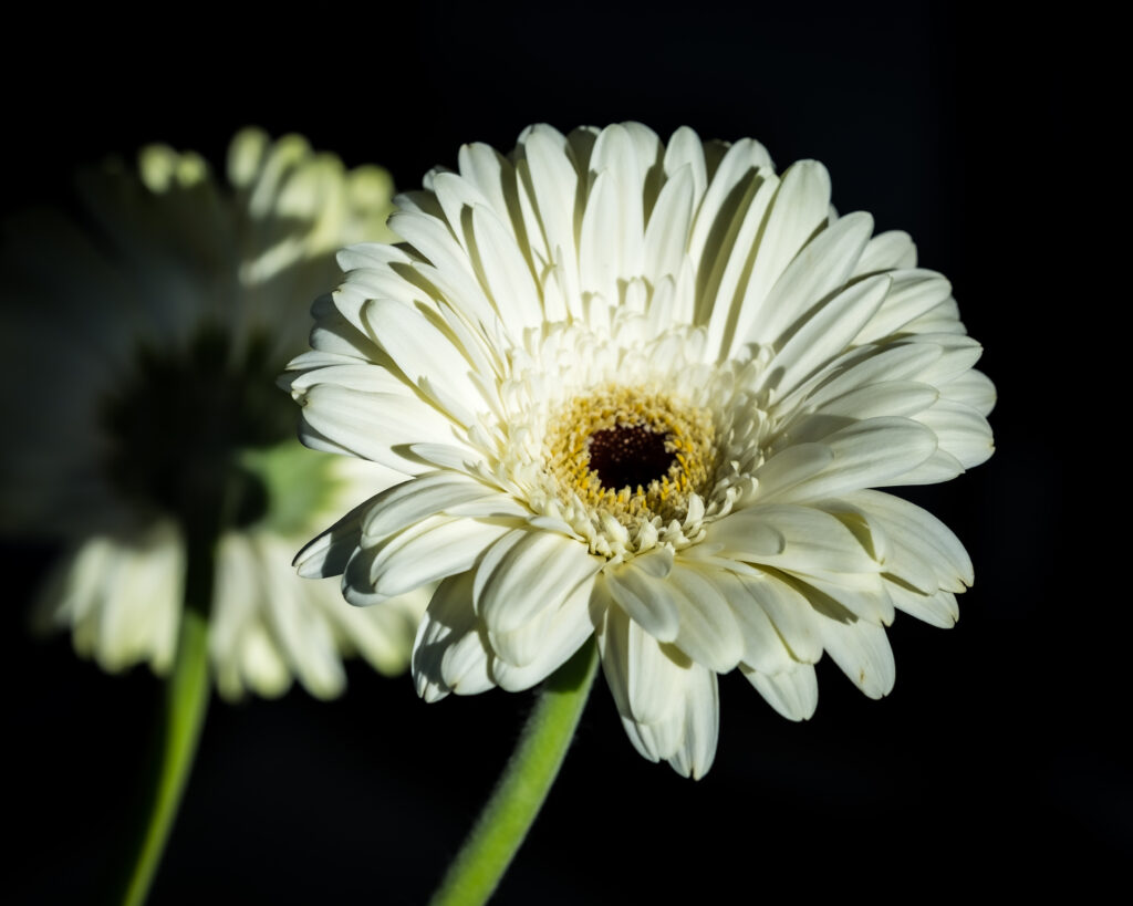 Intricate White Gerbera Flower Macro - Stunning Wallpaper Background