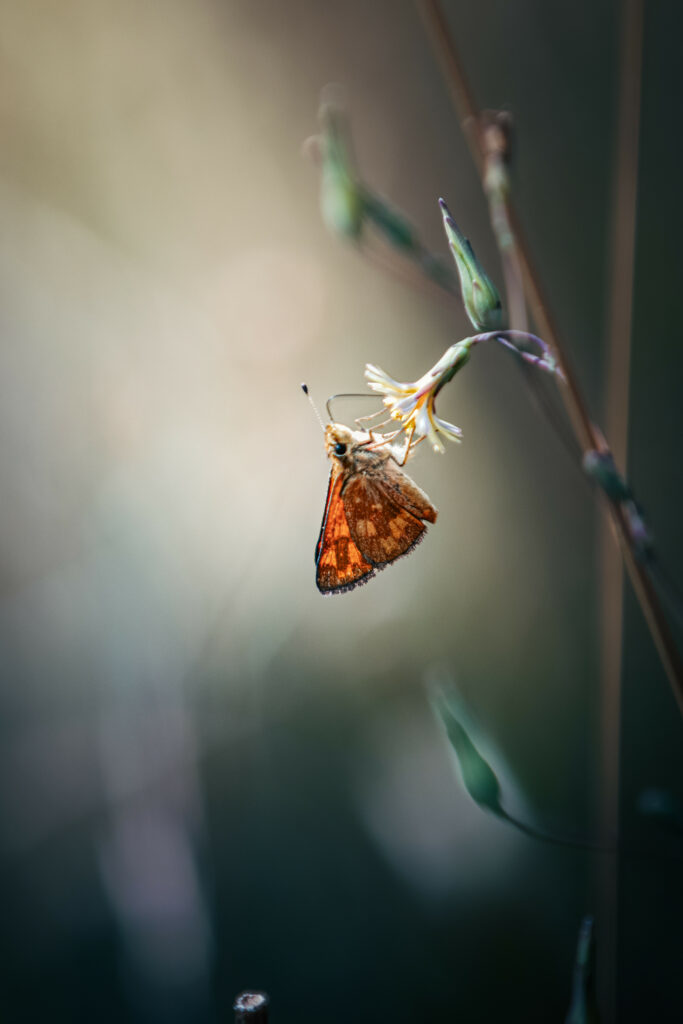 Macro Skipper Butterfly Wallpaper: Close-Up Nature Background
