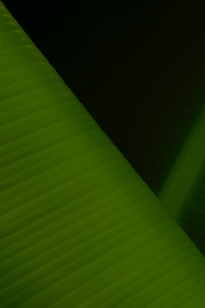 Macro Close-Up of Textured Green Leaf | Striped Wallpaper Background
