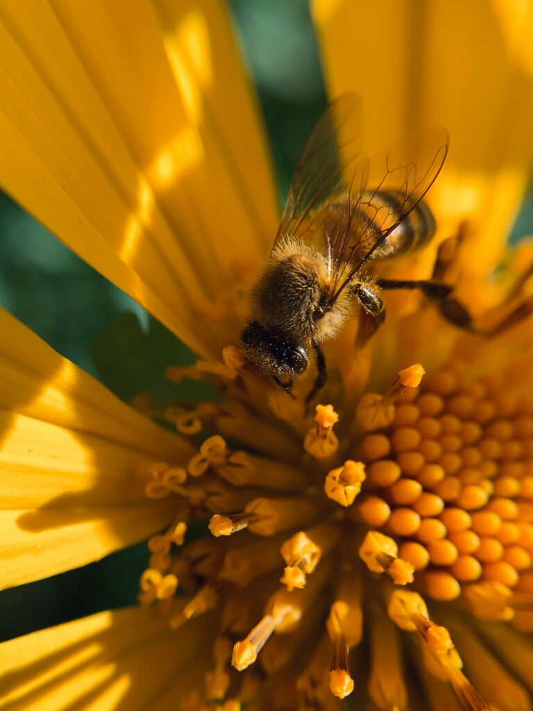 Close-Up Bee Pollen Collection: Vibrant Yellow Flower Wallpaper