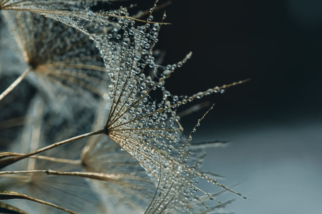 Macro Wallpaper: Delicate Flower Seeds with Sparkling Water Droplets