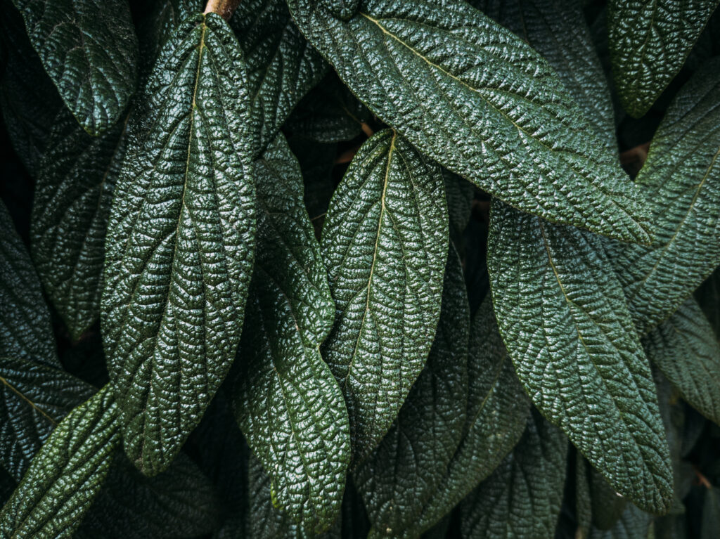 Detailed Green Leaves Macro Wallpaper: Textured Nature Background