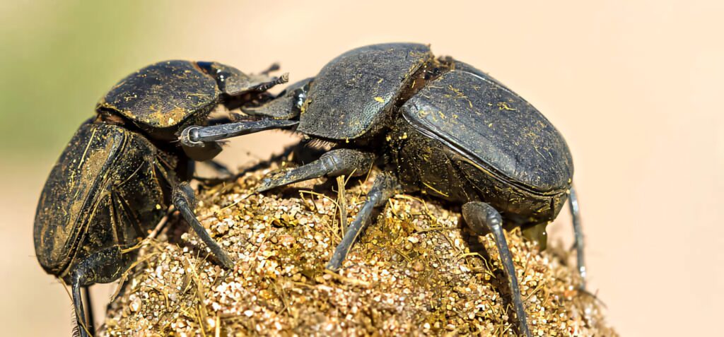 Close-up of two shiny dung beetles on textured earth ball natural behavior macro wallpaper