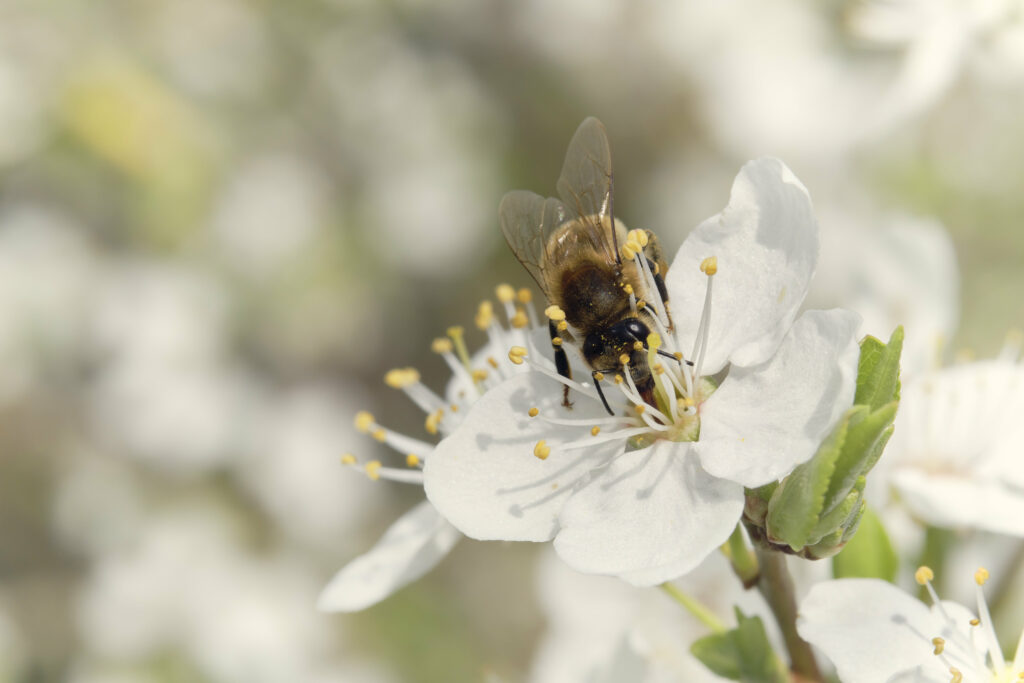Springtime Macro: Bee Collecting Nectar from White Flower Wallpaper